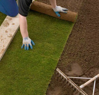 Lawn Turf and Lawn Seeds