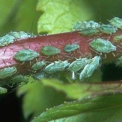 Insecticides and Fungicides
