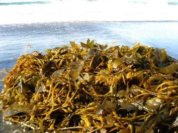 Atlantic Gold Tornado Mix 25kg