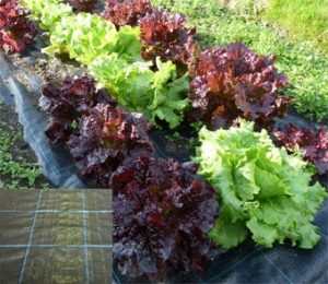 Weed Control Fabric - Mypex