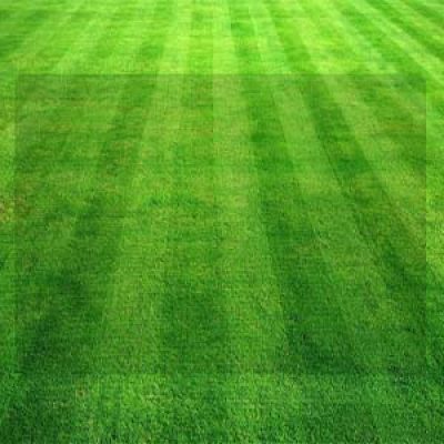 Lawn Care