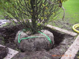 DEADMAN ROOTBALL ANCHOR SYSTEM LANDSCAPE DEPOT