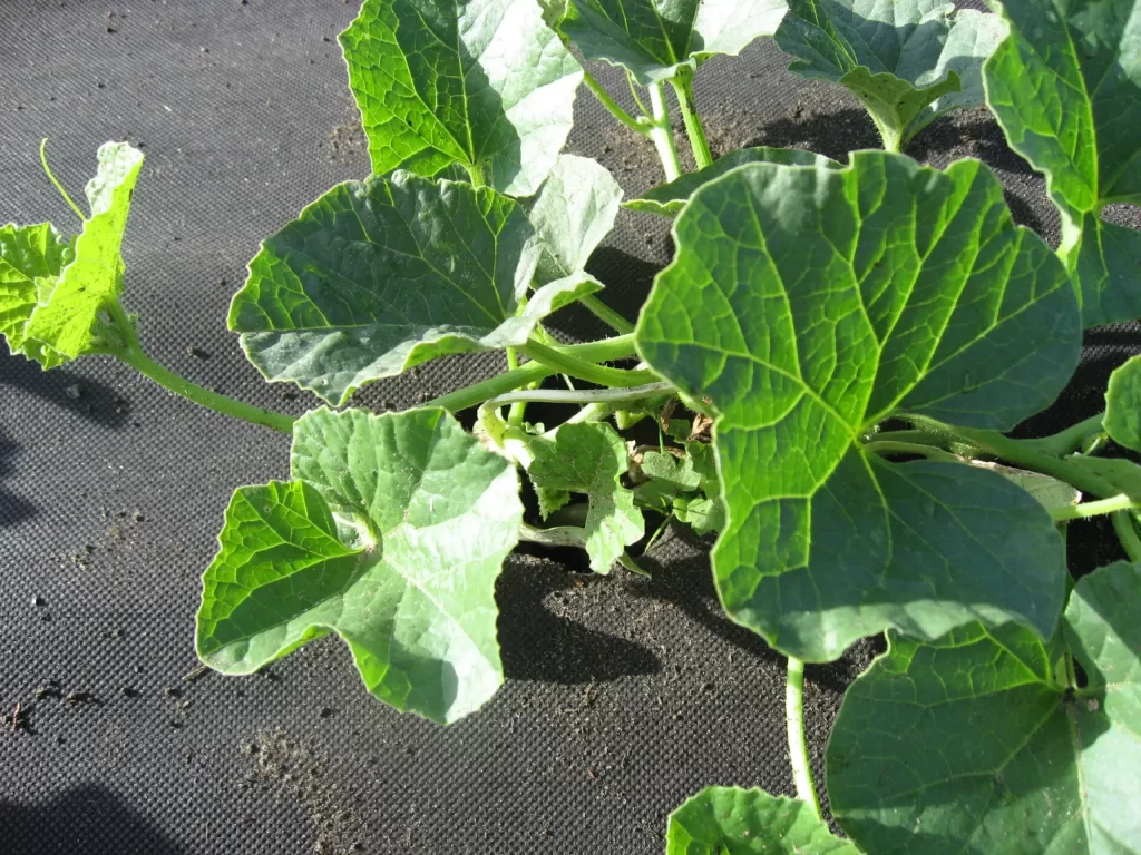 non woven ground cover Ireland