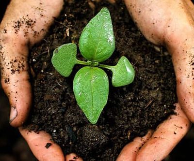 Soils And Composts